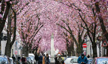 Blooming cherry trees charm visitors in Bonn, Germany