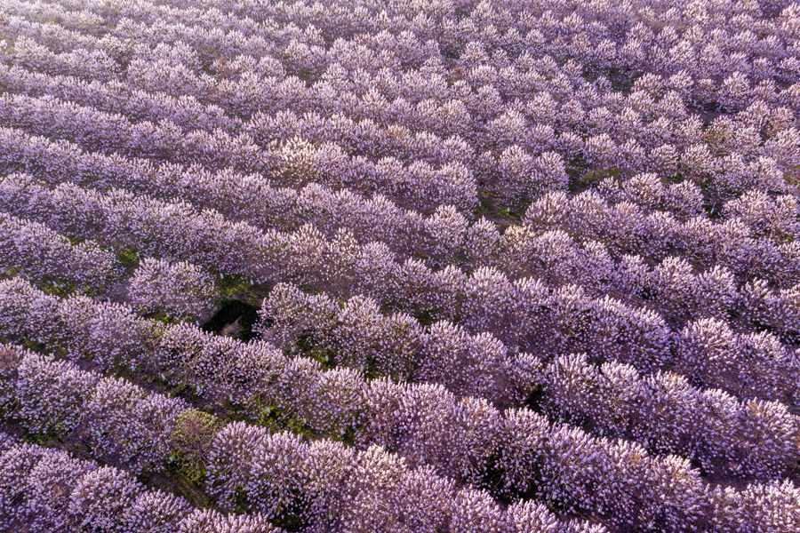 Lankao county in Central China's Henan embraces a sea of flowering Paulownia trees