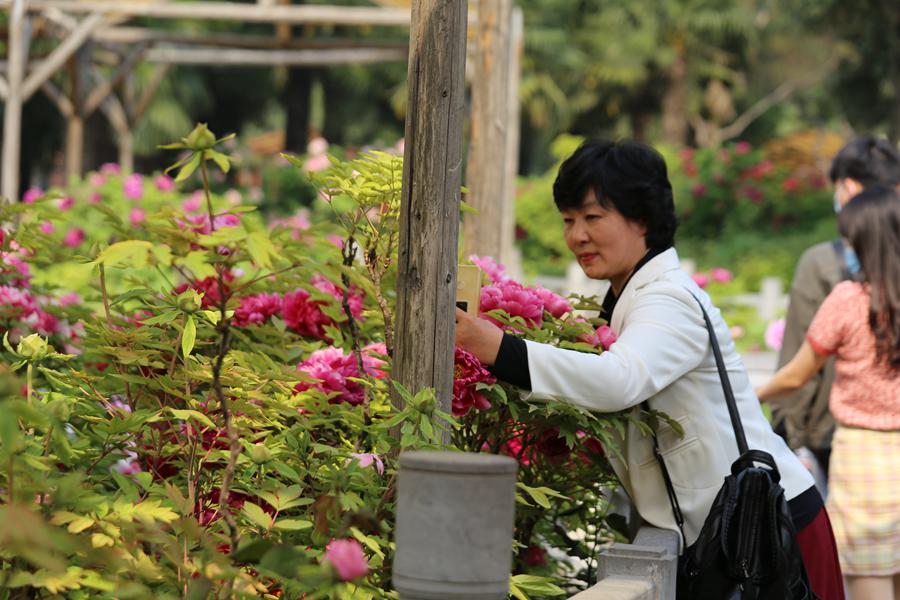 Peony cultural festival held in central China's Luoyang