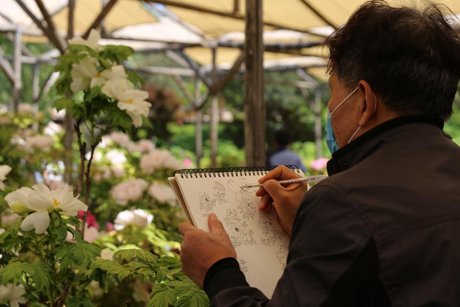 Peony cultural festival held in central China's Luoyang