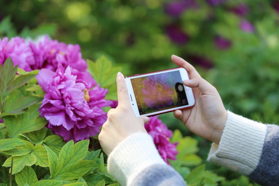 Peony cultural festival held in central China's Luoyang