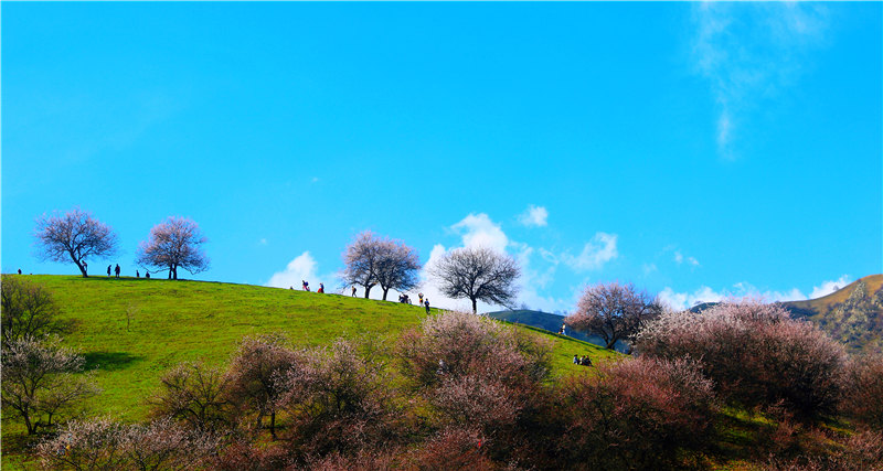 Blooming apricot flowers draw tourists to Xinjiang