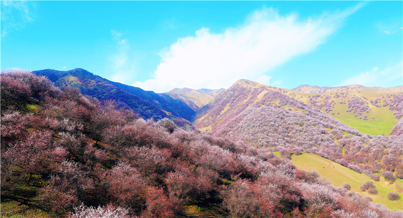 Blooming apricot flowers draw tourists to Xinjiang
