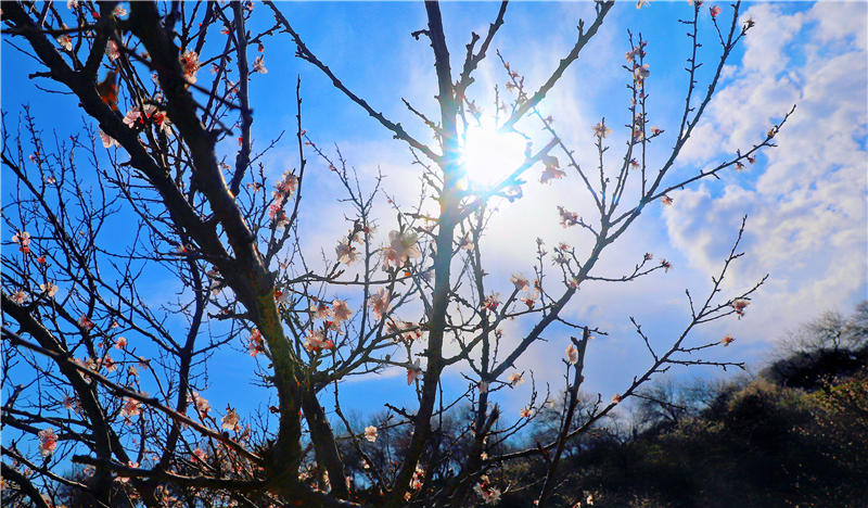 Blooming apricot flowers draw tourists to Xinjiang