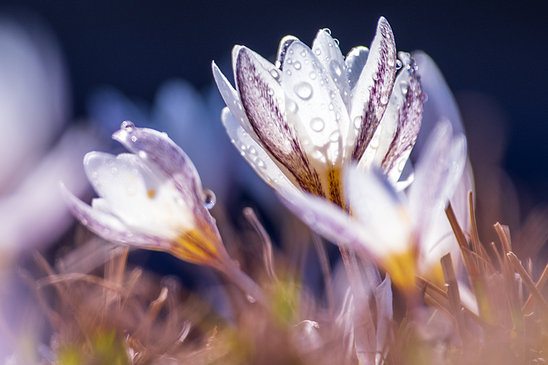 Wild lilies bloom among snow and ice in Xinjiang