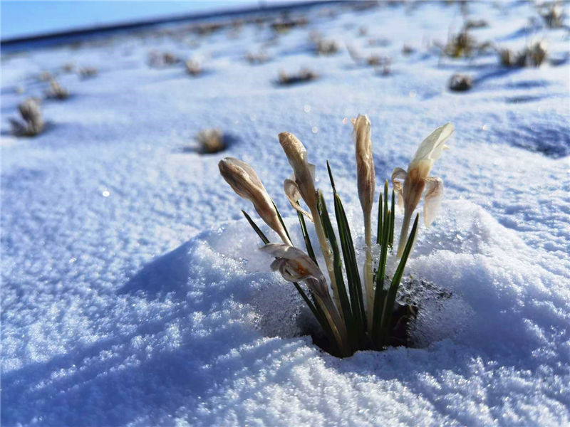 Wild lilies bloom among snow and ice in Xinjiang