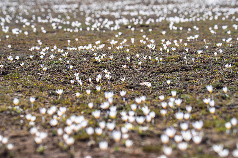 Wild lilies bloom among snow and ice in Xinjiang
