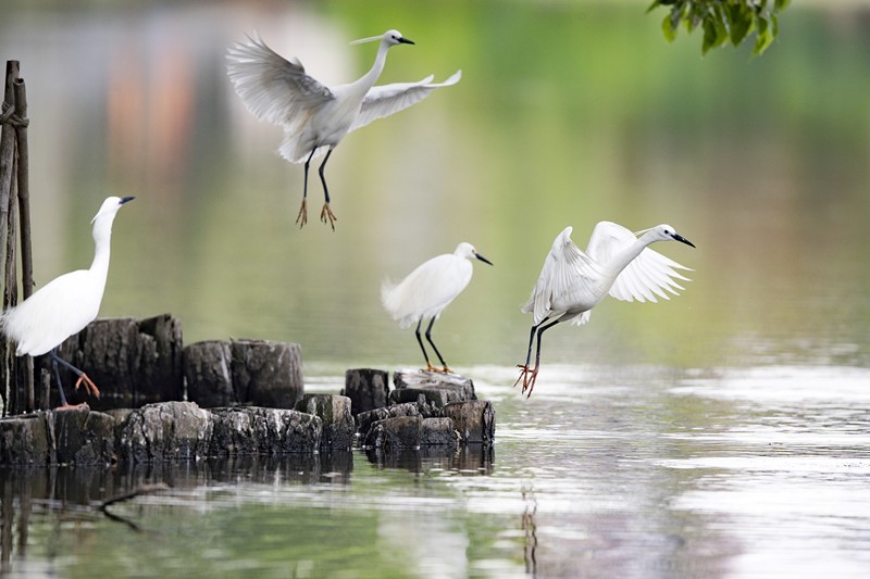 China reinforces confidence for global environmental governance