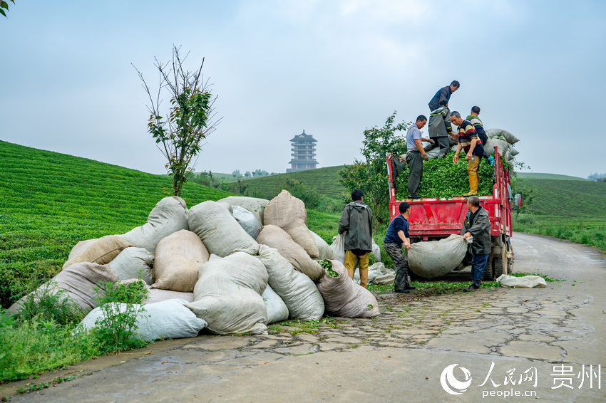 County in SW China's Guizhou province marches toward prosperity by exploring tea business