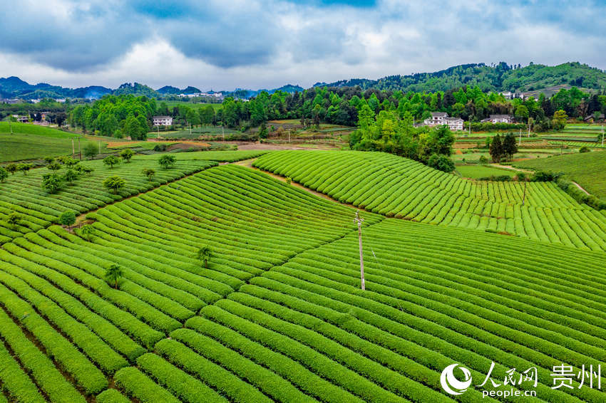 County in SW China's Guizhou province marches toward prosperity by exploring tea business