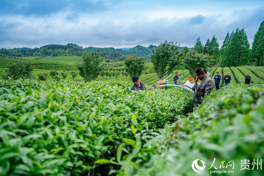 County in SW China's Guizhou province marches toward prosperity by exploring tea business