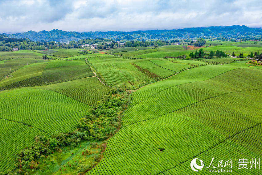 County in SW China's Guizhou province marches toward prosperity by exploring tea business