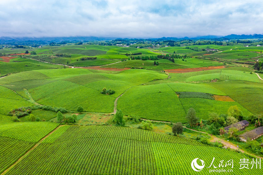 County in SW China's Guizhou province marches toward prosperity by exploring tea business