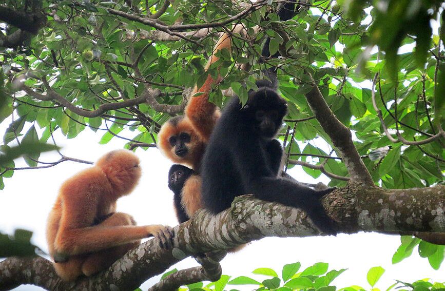 Pics: Mesmerizing tropical rainforest in Hainan