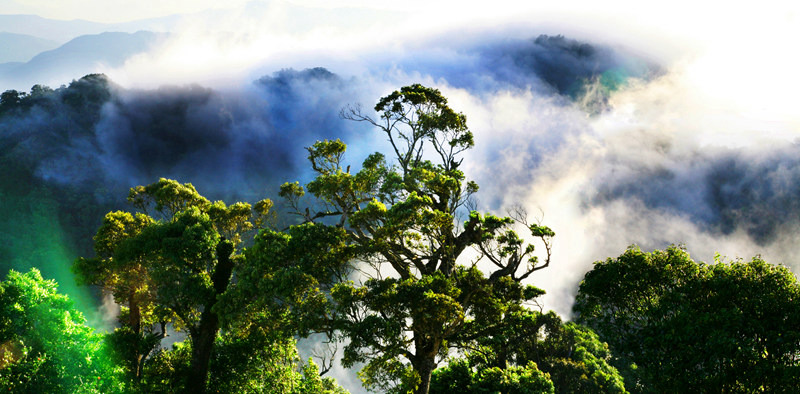 Pics: Mesmerizing tropical rainforest in Hainan
