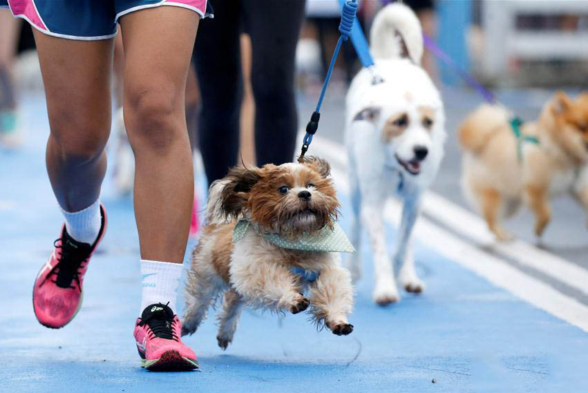 Dogs must be leashed outdoors in China from May 1