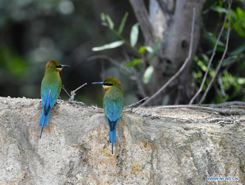 Blue-tailed bee-eaters seen in Xiamen, Fujian