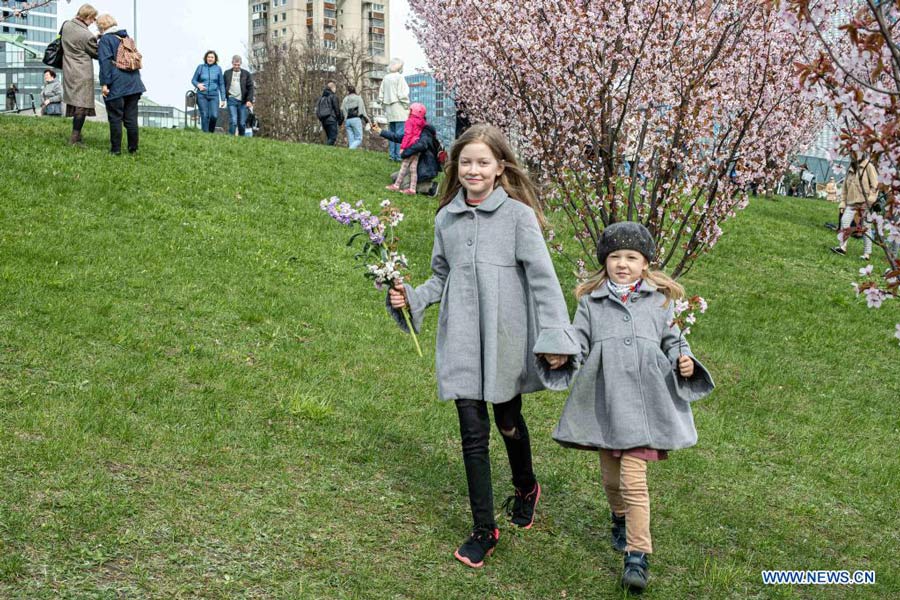 People enjoy cherry blossoms at park in Vilnius, Lithuania
