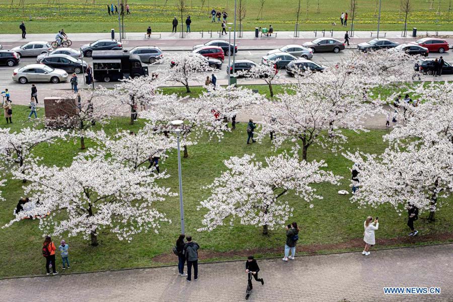 People enjoy cherry blossoms at park in Vilnius, Lithuania