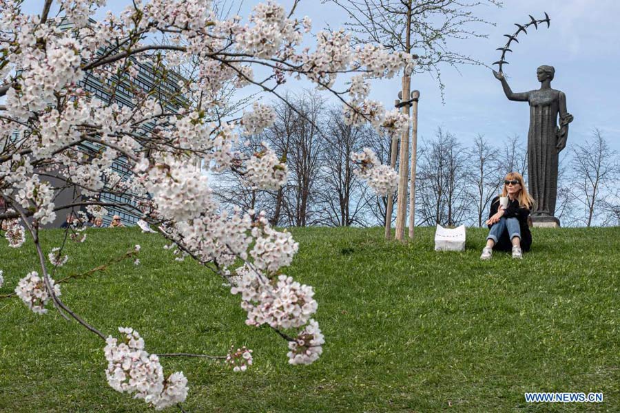 People enjoy cherry blossoms at park in Vilnius, Lithuania
