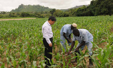 Chinese rice farm trains talents to solve Nigeria's food problem
