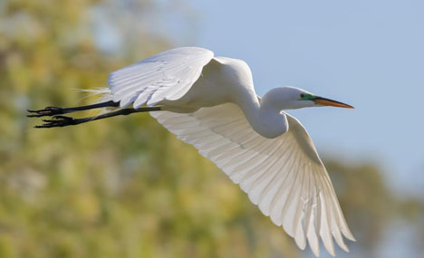 Egrets seen at park in California