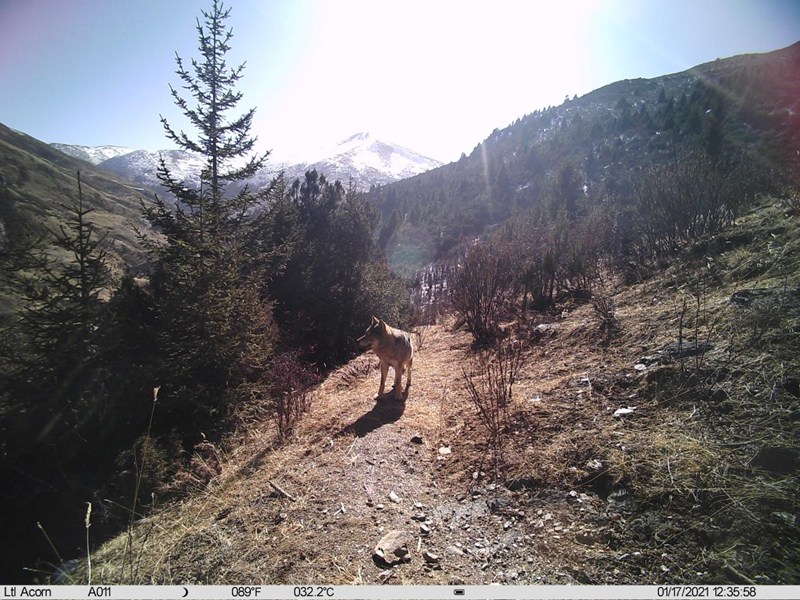 Panthera pardus and snow leopard appear at same location in SW China's Tibet