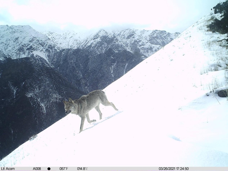 Panthera pardus and snow leopard appear at same location in SW China's Tibet