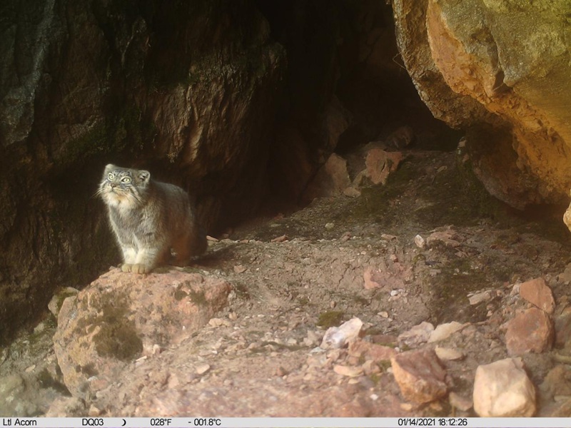 Panthera pardus and snow leopard appear at same location in SW China's Tibet