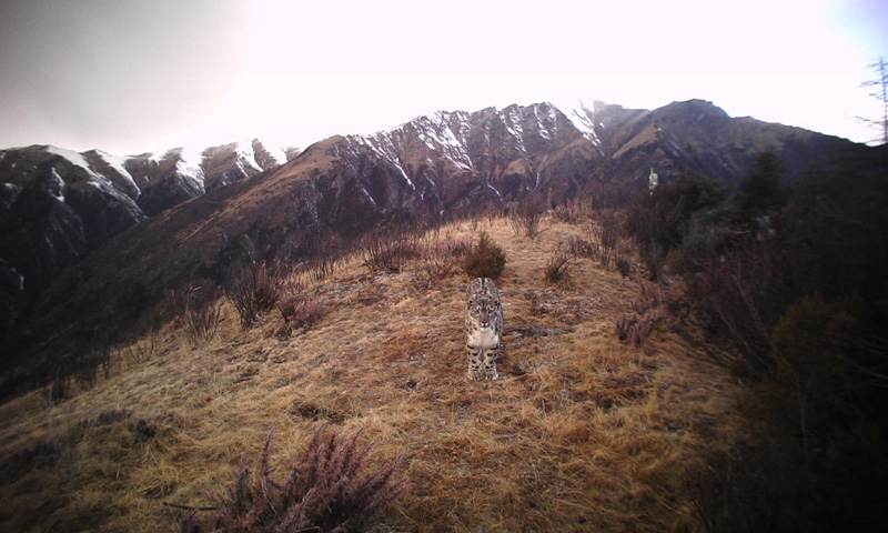 Panthera pardus and snow leopard appear in SW China's Tibet