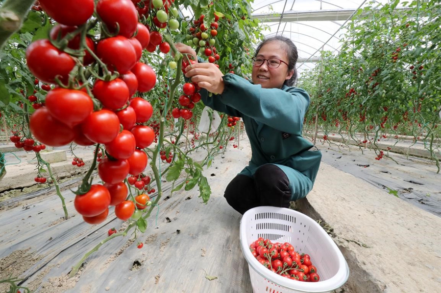 Chinese farmers' income goes up as high-quality development pays off