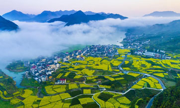 Chinese farmers' income goes up as high-quality development pays off