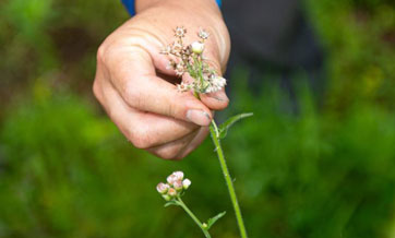 Experts investigate biodiversity in Longquan City, Zhejiang