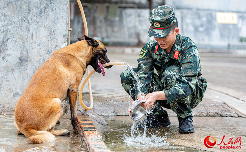 Loyal comrade in arms: military dogs trained in S China