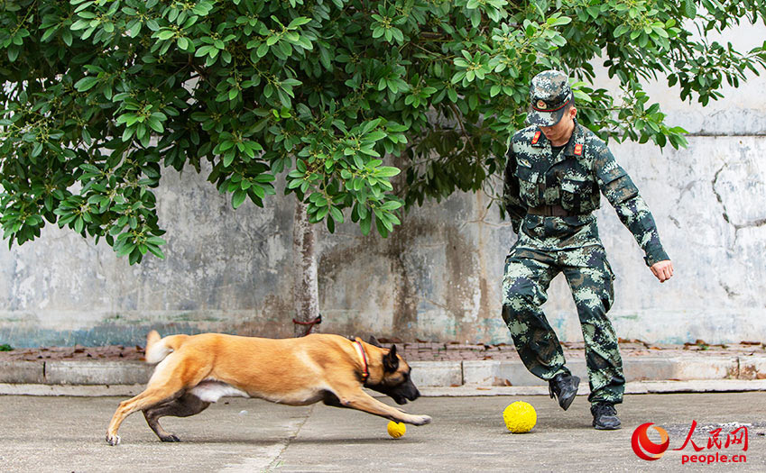Loyal comrade in arms: military dogs trained in S China