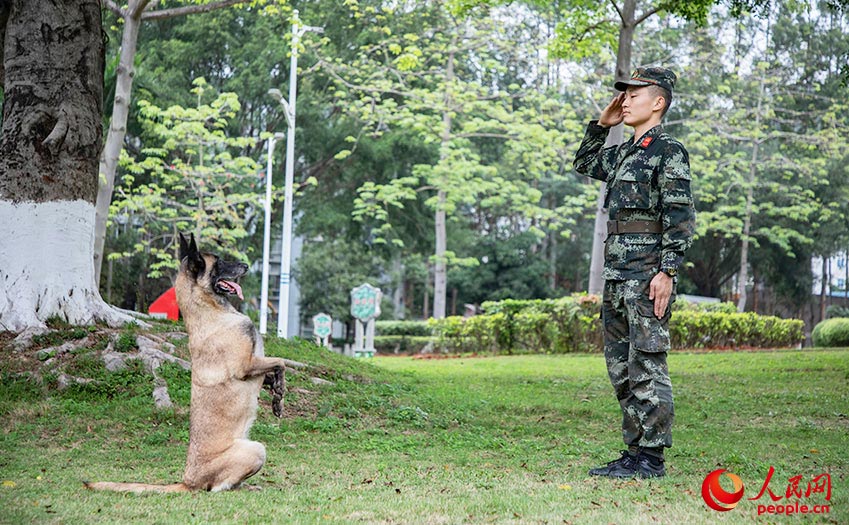 Loyal comrade in arms: military dogs trained in S China