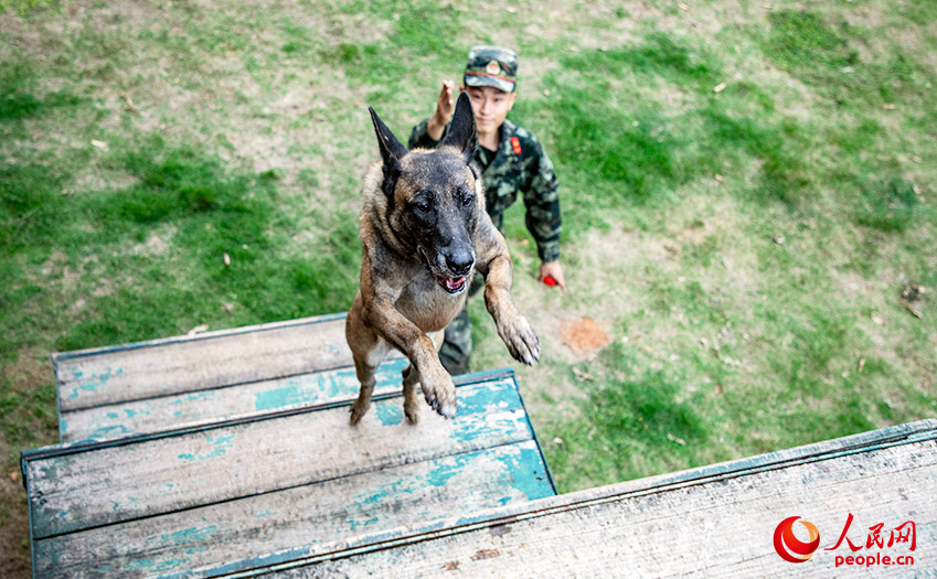 Loyal comrade in arms: military dogs trained in S China