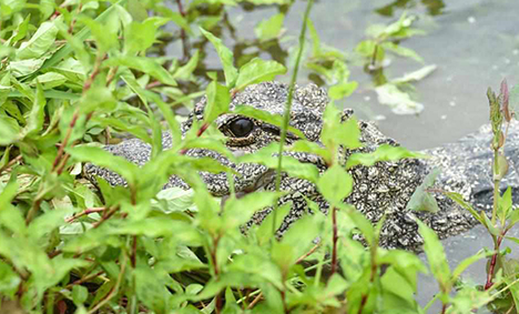 Artificially bred Yangtze alligators released in Anhui