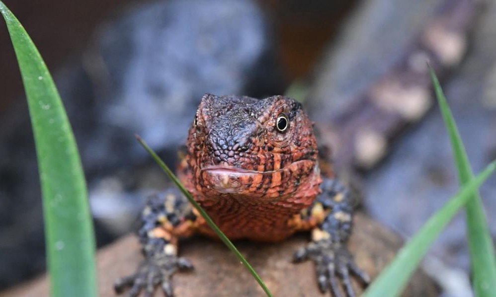 ### What Are Lizards Attracted To? Discovering Their Favorite Habitats and Food Sources