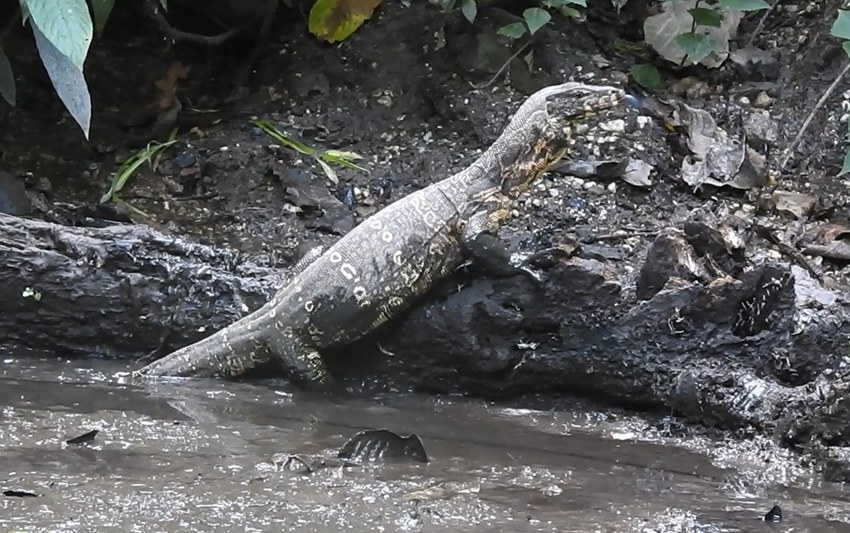 Endangered Asian water monitor spotted in SW China's Yunnan