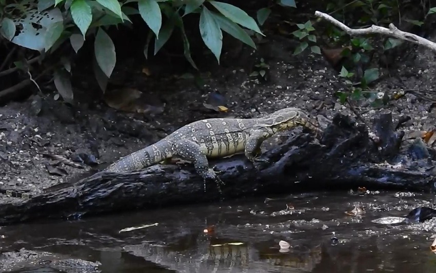 Endangered Asian water monitor spotted in SW China's Yunnan