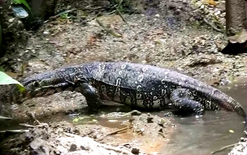 Endangered Asian water monitor spotted in SW China's Yunnan