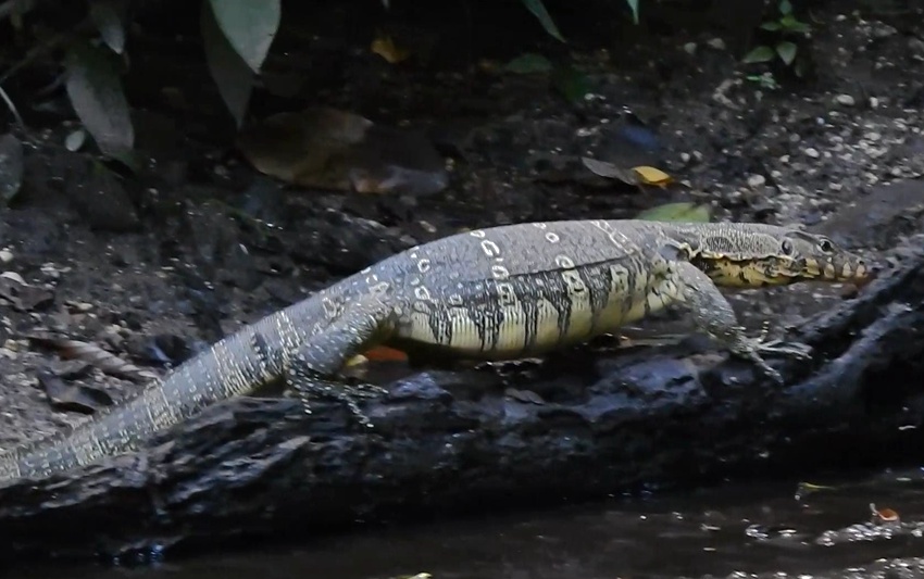 Endangered Asian water monitor spotted in SW China's Yunnan