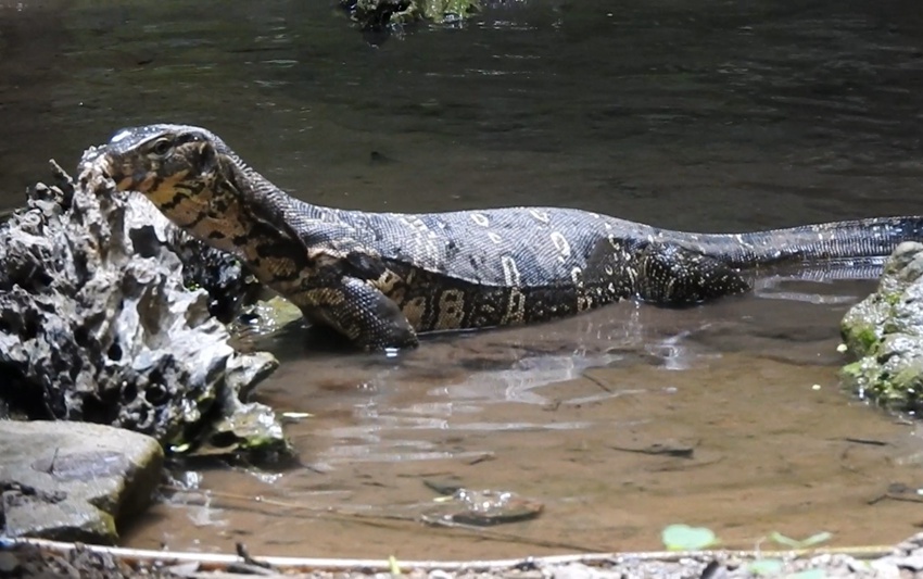 Endangered Asian water monitor spotted in SW China's Yunnan