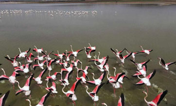 Flamingos seen in lake near Ankara, Turkey
