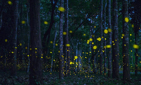 Fireflies light up the night in China's only tropical rainforest reserve