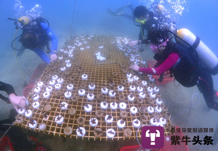 Young Chinese researcher “plants” corals on seabed