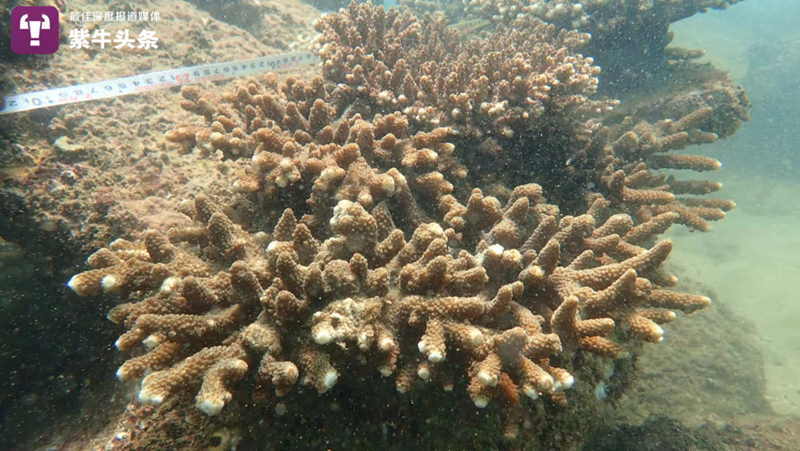 Young Chinese researcher “plants” corals on seabed