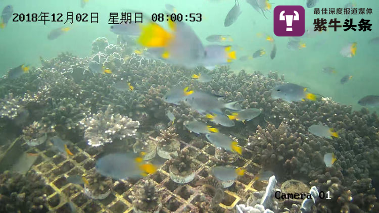 Young Chinese researcher “plants” corals on seabed