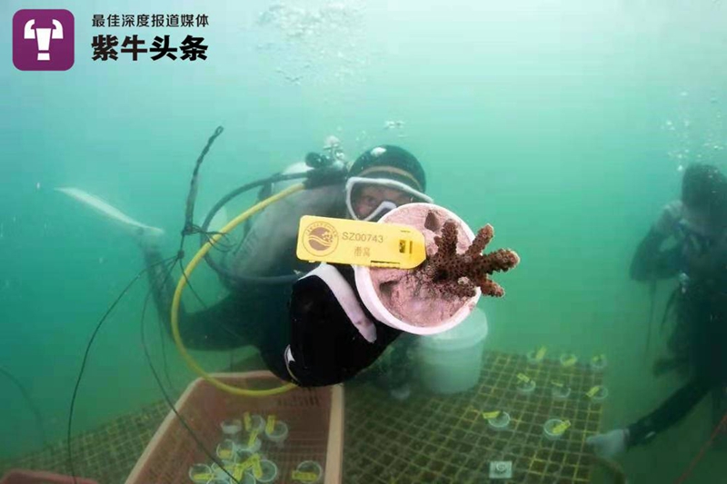 Young Chinese researcher “plants” corals on seabed